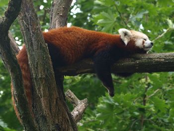  ailurus fulgens on tree trunk