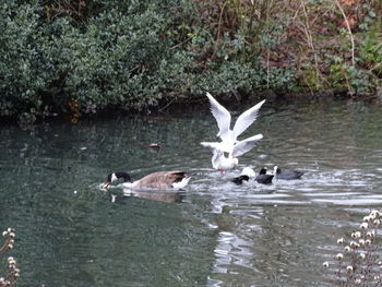 Birds in a lake