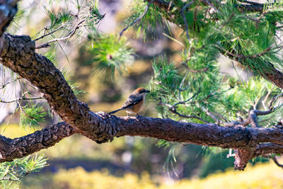 Close-up of bird perching on tree