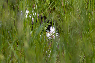 Cat hiding in grass