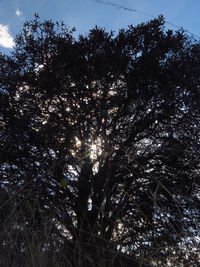 Low angle view of trees in forest against sky