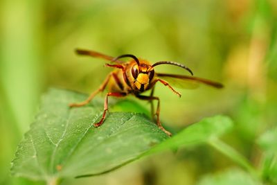 Close-up of insect on leaf