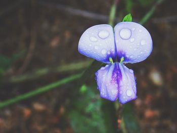Close-up of water lily