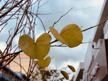 Low angle view of autumnal leaves against sky