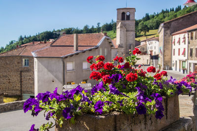 Flowers in front of house