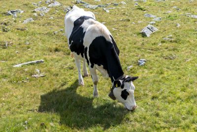 View of cow on field