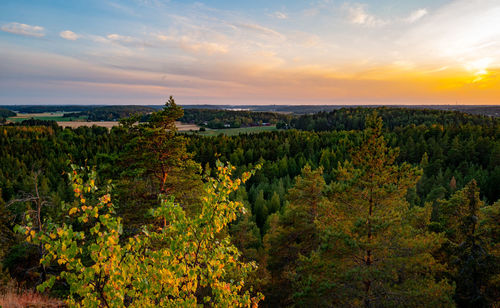 Scenic view of forest against sky during sunset