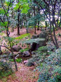 Trees and plants in forest