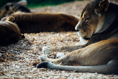 Lioness resting in forest