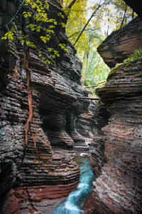 Low angle view of rock formation in forest