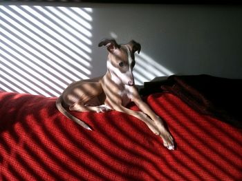 Dog lying on sofa