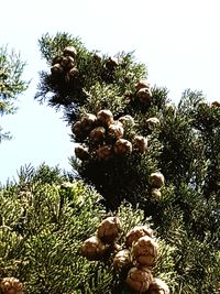 Low angle view of pine cones on field against sky