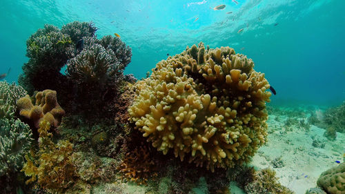 View of fish underwater