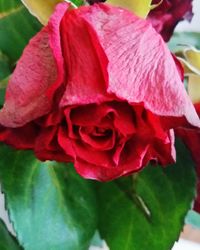 Close-up of pink rose