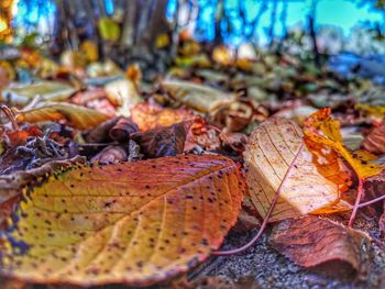 Close-up of dry maple leaves on fallen tree