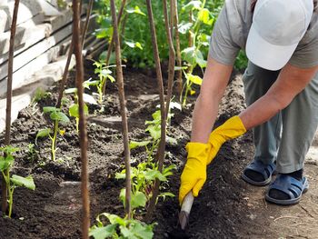 An elderly woman is growing natural cucumbers in a greenhouse, she spuds cucumber plants 