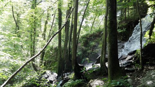 Trees growing in forest