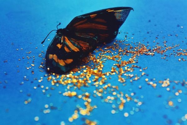 invertebrate, insect, no people, close-up, one animal, animal themes, animal wildlife, animals in the wild, animal wing, animal, selective focus, blue, high angle view, nature, beauty in nature, indoors, butterfly - insect, day, table