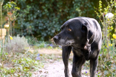 Close-up of a dog looking away