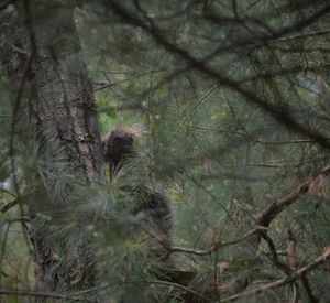 Close-up of tree in forest