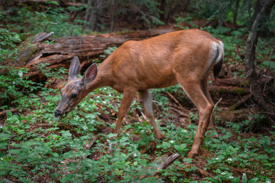 Side view of deer standing on land in forest