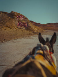 Horse on road