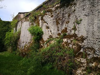 Low angle view of moss growing on rock against sky