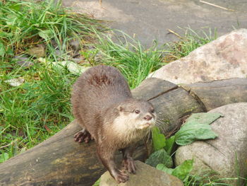 High angle view of sheep on grass