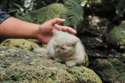 Midsection of cat with hand on rock