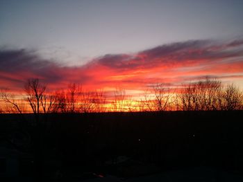 Silhouette of trees at sunset