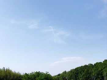 Low angle view of trees against blue sky