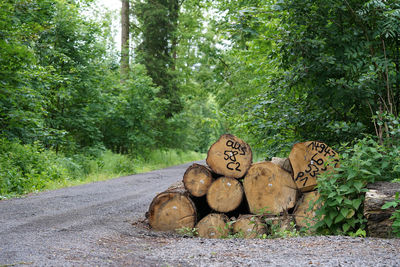 View of an animal representation on road