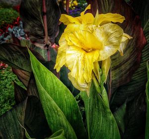 Close-up of yellow flower