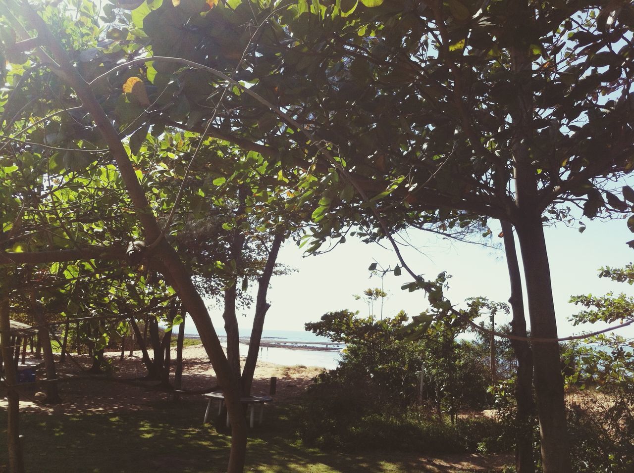 tree, tree trunk, growth, branch, tranquility, nature, low angle view, tranquil scene, beauty in nature, sunlight, sky, scenics, green color, day, outdoors, no people, park - man made space, growing, idyllic, clear sky