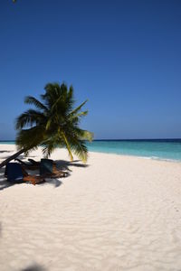 Palm tree and lounge chairs on sandy beach