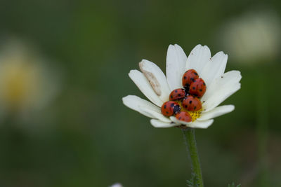 Close-up of insect on flower