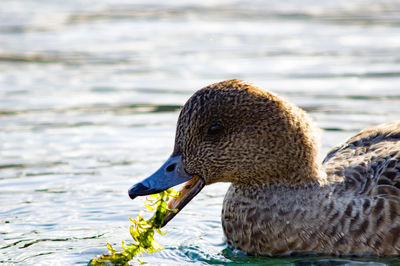 Close-up of swan swimming in lake