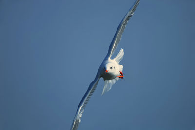 Close-up of swan against clear blue sky