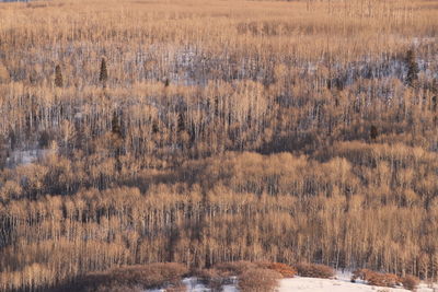 View of trees in winter