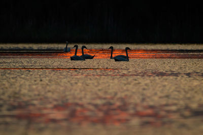 Group of birds, swans, on the lame in danube delta