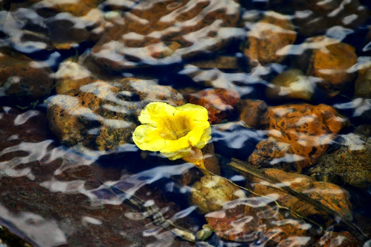 CLOSE-UP OF YELLOW FLOWER