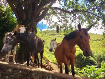 Horses standing on field against trees