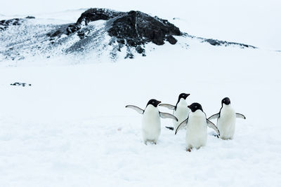 View of birds on snow covered mountain