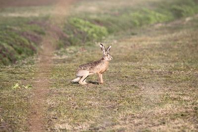 Rabbit looking away while on field