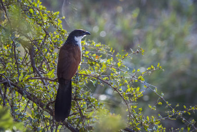 Bird perching on a tree