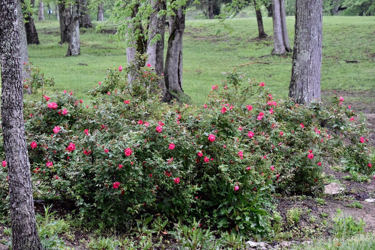 Roane County Park Harriman,TN