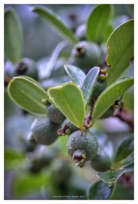 Close-up of fruit growing on tree