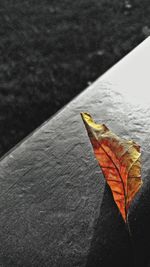 Close-up view of leaf at night