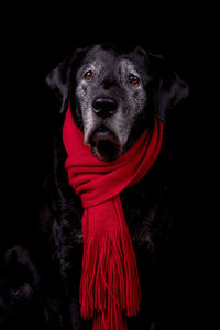 Close-up portrait of a dog