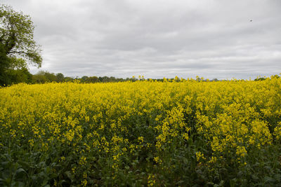 Picturesque view of rape field against the sky